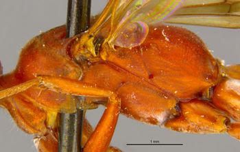Media type: image;   Entomology 16533 Aspect: thorax lateral